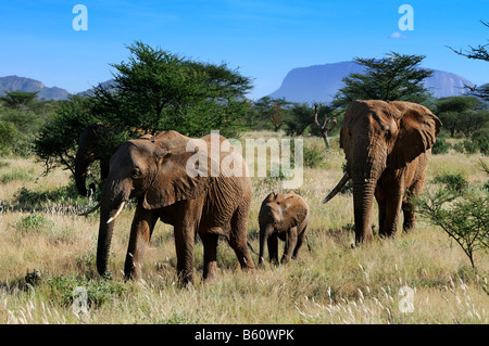 Bush africano Elefante africano (Loxodonta africana), mucca, vitello e bull a piedi attraverso il bush Africano nel Samburu Riserva nazionale Foto Stock