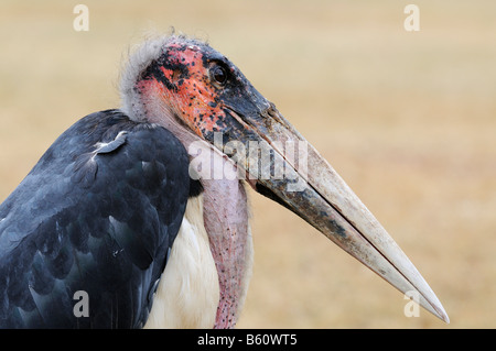 Marabou Stork (Leptoptilos crumeniferus), ritratto, Sweetwater Game Reserve, Kenya, Africa Foto Stock