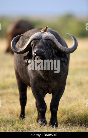 Bufalo africano o Bufalo del capo (Syncerus caffer), Bull avente parassiti rimossi da un giallo-fatturati Oxpecker (Buphagus Foto Stock