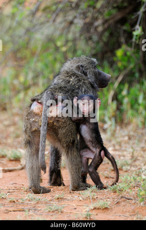 Babbuino oliva, o Anubis babbuino (papio anubis), femmina con un neonato, Samburu riserva nazionale, Kenya, Africa Foto Stock