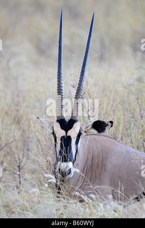 Gemsbok o gemsbuck (oryx gazella), ritratto, Samburu riserva nazionale, Kenya, Africa Foto Stock