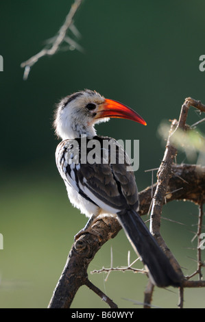 Rosso-fatturati Hornbill (Tockus erythrorhynchus), Samburu riserva nazionale, Kenya, Africa Foto Stock