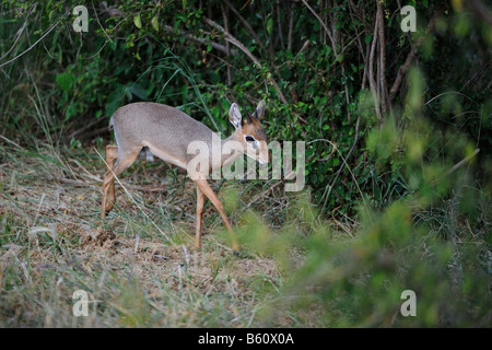 Guenther's Dikdik o Guenther's dik-dik (Madoqua guentheri), Samburu riserva nazionale, Kenya, Africa Foto Stock