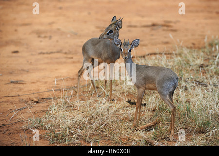 Guenther's Dikdik o Guenther's dik-dik (Madoqua guentheri), Samburu riserva nazionale, Kenya, Africa Foto Stock