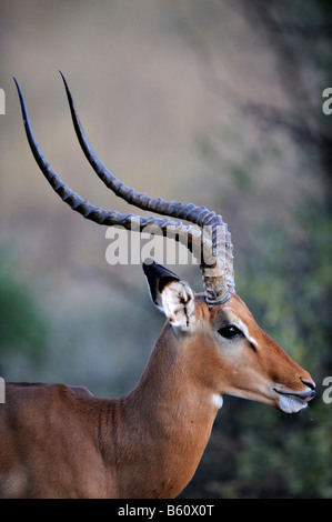 Impala (Aepyceros melampus), ritratto, Samburu riserva nazionale, Kenya, Africa Foto Stock