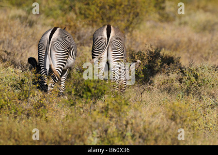Di Grevy zebre (Equus grevyi), Samburu riserva nazionale, Kenya, Africa orientale, Africa Foto Stock
