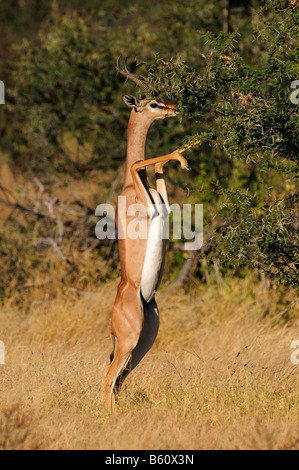 Gerenuk o Waller la gazzella (Litocranius walleri), Samburu riserva nazionale, Kenya, Africa Foto Stock