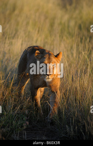 Lion (Panthera leo), leonessa all'alba, Samburu riserva nazionale, Kenya, Africa Foto Stock