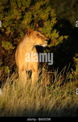 Lion (Panthera leo), leonessa all'alba, Samburu riserva nazionale, Kenya, Africa Foto Stock