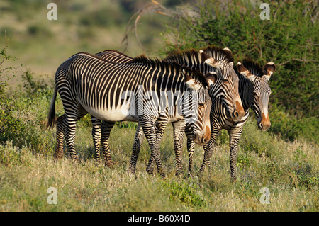 Di Grevy zebra o imperiale zebra (Equus grevyi), allevamento, Samburu riserva nazionale, Kenya, Africa Foto Stock