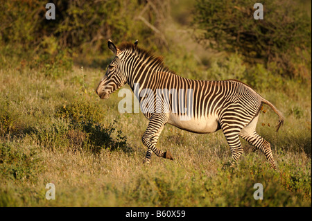 Di Grevy Zebra (Equus grevyi), Samburu riserva nazionale, Kenya, Africa orientale, Africa