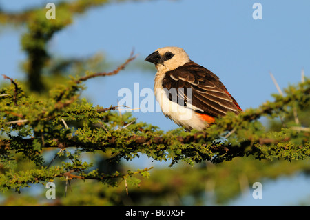 Bianco-guidato Buffalo-weaver (Dinemellia dinemelli), Samburu riserva nazionale, Kenya, Africa orientale, Africa Foto Stock