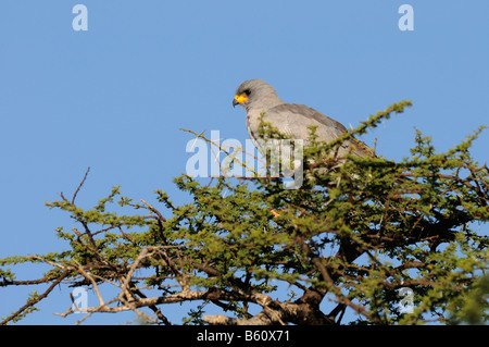 Il salmodiare pallido astore (Melierax canorus), Samburu riserva nazionale, Kenya, Africa Foto Stock