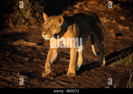 Lion (Panthera leo), leonessa all'alba, Samburu riserva nazionale, Kenya, Africa Foto Stock