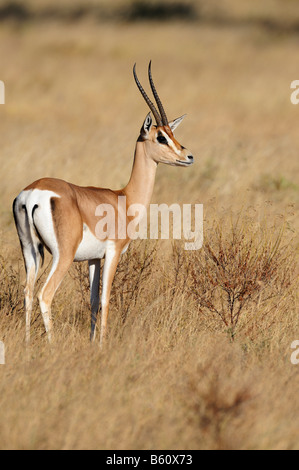 Grant's (Gazelle Gazella granti), Samburu riserva nazionale, Kenya, Africa Foto Stock