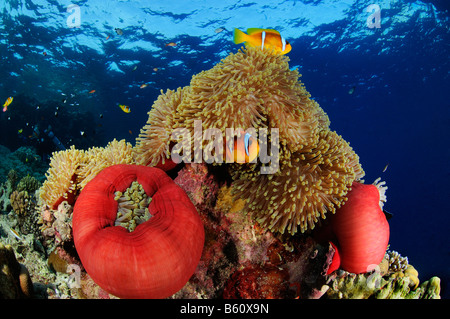 Amphiprion bicinctus e Heteractis magnifica, Mar Rosso anemonefishes nella magnifica anemone marittimo o Ritteri anemone, Mar Rosso Foto Stock