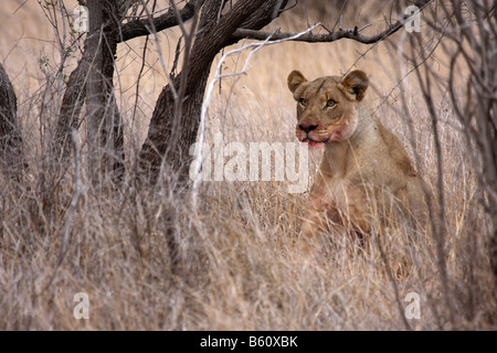 Leonessa a nascondersi in erba lunga fissando preda con sanguinosa bocca dopo kill Foto Stock