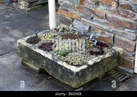 Trogolo di pietra piantati con SEMPERVIVUMS ad RHS ROSEMOOR GARDEN DEVON fotografato con permesso di RHS Foto Stock