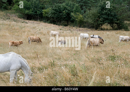 Mucche e cavalli al pascolo in un campo in southen francia Foto Stock