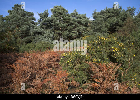 Brughiera vegetazione e paesaggi Shottisham Suffolk in Inghilterra Foto Stock