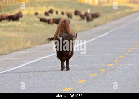 Buffalo sulla autostrada Alaska Foto Stock