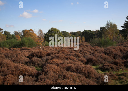 Brughiera vegetazione e paesaggi Shottisham Suffolk in Inghilterra Foto Stock