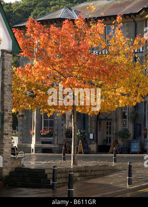 Quercia Rossa Knighton Powys Galles Centrale Foto Stock