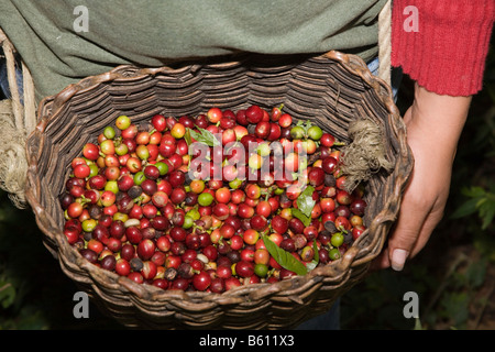 Cestello riempito con appena raccolti, rosso, mature di caffè in grani, caffè raccolto sulla piantagione a Hacienda El Carmen, Jaji, Ande Foto Stock