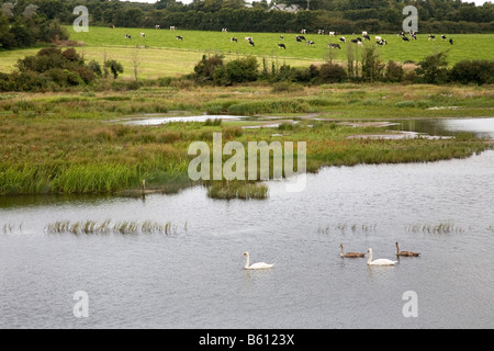 Walmsley Bird Sanctuary st albans Cornovaglia Foto Stock