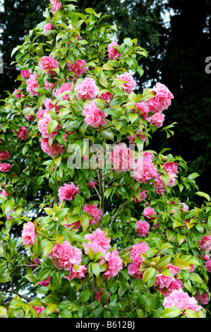 Camellia x williamsii 'Anticipazione' Foto Stock