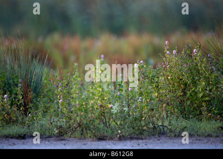 Walmsley Bird Sanctuary st albans Cornovaglia Foto Stock