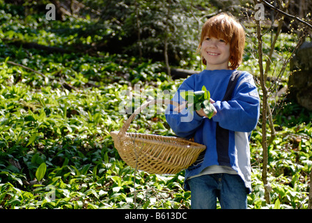 Bambino, ragazzo con un cesto di raccolta di aglio selvatico in una foresta Foto Stock