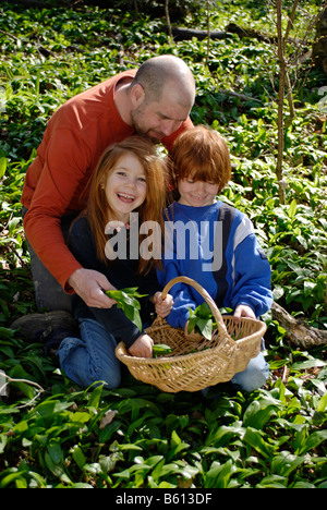 Padre insieme con il figlio e la figlia picking aglio selvatico in una foresta con un cestello Foto Stock