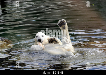 Wilbaer, giovane orso polare (Ursus maritimus) nuotare in acqua, Wilhelma, Stoccarda Foto Stock