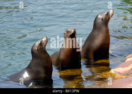 California tre leoni di mare (Zalophus californianus), zoo, Bavaria Foto Stock