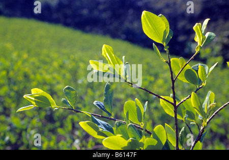 Impianto di Coca per uso tradizionale .Los Yungas . Bolivia . Foto Stock