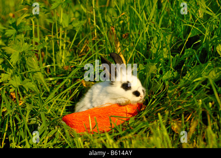 Coniglio pigmeo (Brachylagus idahoensis) in un cesto su un verde prato Foto Stock