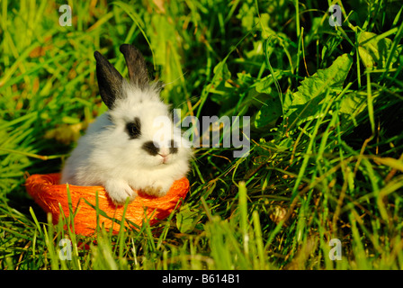 Coniglio pigmeo (Brachylagus idahoensis) in un cesto su un verde prato Foto Stock