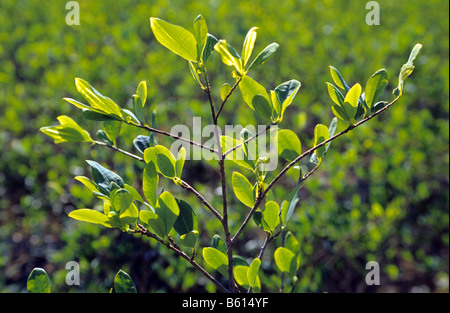 Impianto di Coca per uso tradizionale. Los Yungas . Bolivia . Foto Stock