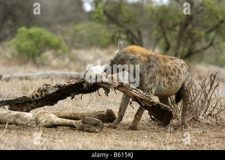 Spotted hyaena crocuta crocuta singolo adulto trascinando un enorme giraffa osso della gamba Foto Stock