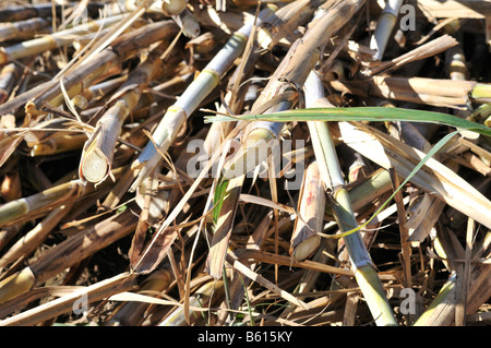 Appena raccolto di canna da zucchero per la produzione di etanolo e biodiesel, Montero, Santa Cruz, Bolivia, Sud America Foto Stock