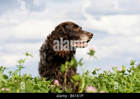 Deutscher Wachtelhund o Tedesco quaglie cane, cane da caccia, in un prato Foto Stock