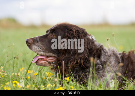 Deutscher Wachtelhund o Tedesco quaglie cane, cane da caccia, in un prato Foto Stock