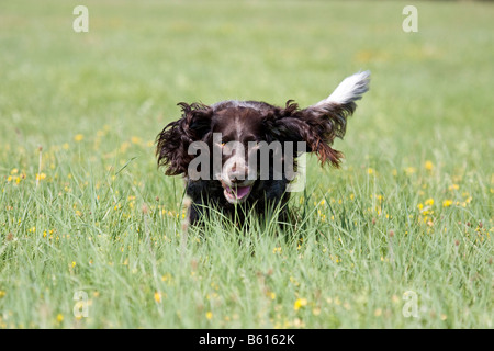 Spaniel tedesco o tedesco quaglie cane, cane da caccia, su un prato Foto Stock