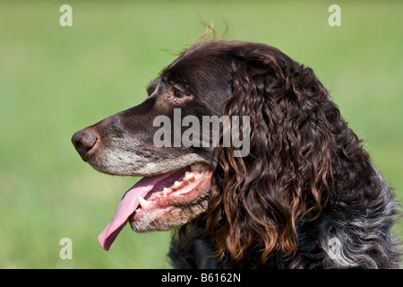 Spaniel tedesco o tedesco quaglie cane, cane da caccia, ritratto Foto Stock