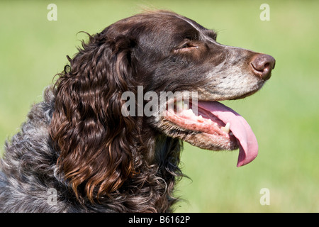 Spaniel tedesco o tedesco quaglie cane, cane da caccia, ritratto Foto Stock