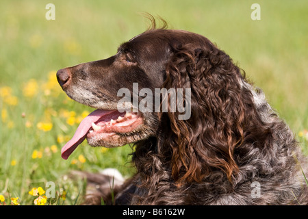 Spaniel tedesco o tedesco quaglie cane, cane da caccia, ritratto Foto Stock