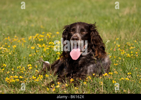 Spaniel tedesco o tedesco quaglie cane, cane da caccia, ritratto sdraiati su un prato Foto Stock