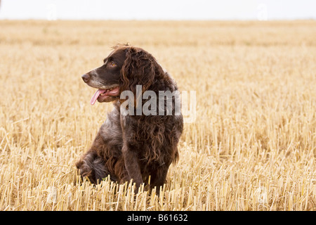 Seduto Spaniel tedesco o tedesco quaglie cane, cane da caccia Foto Stock