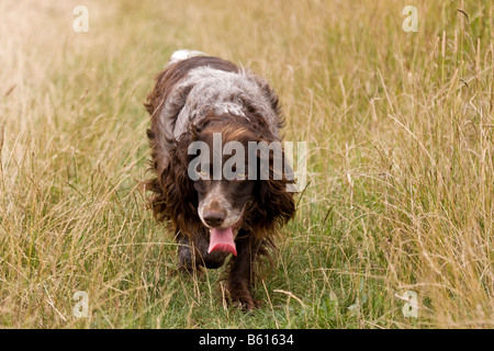 In piedi Spaniel tedesco o tedesco quaglie cane, cane da caccia Foto Stock